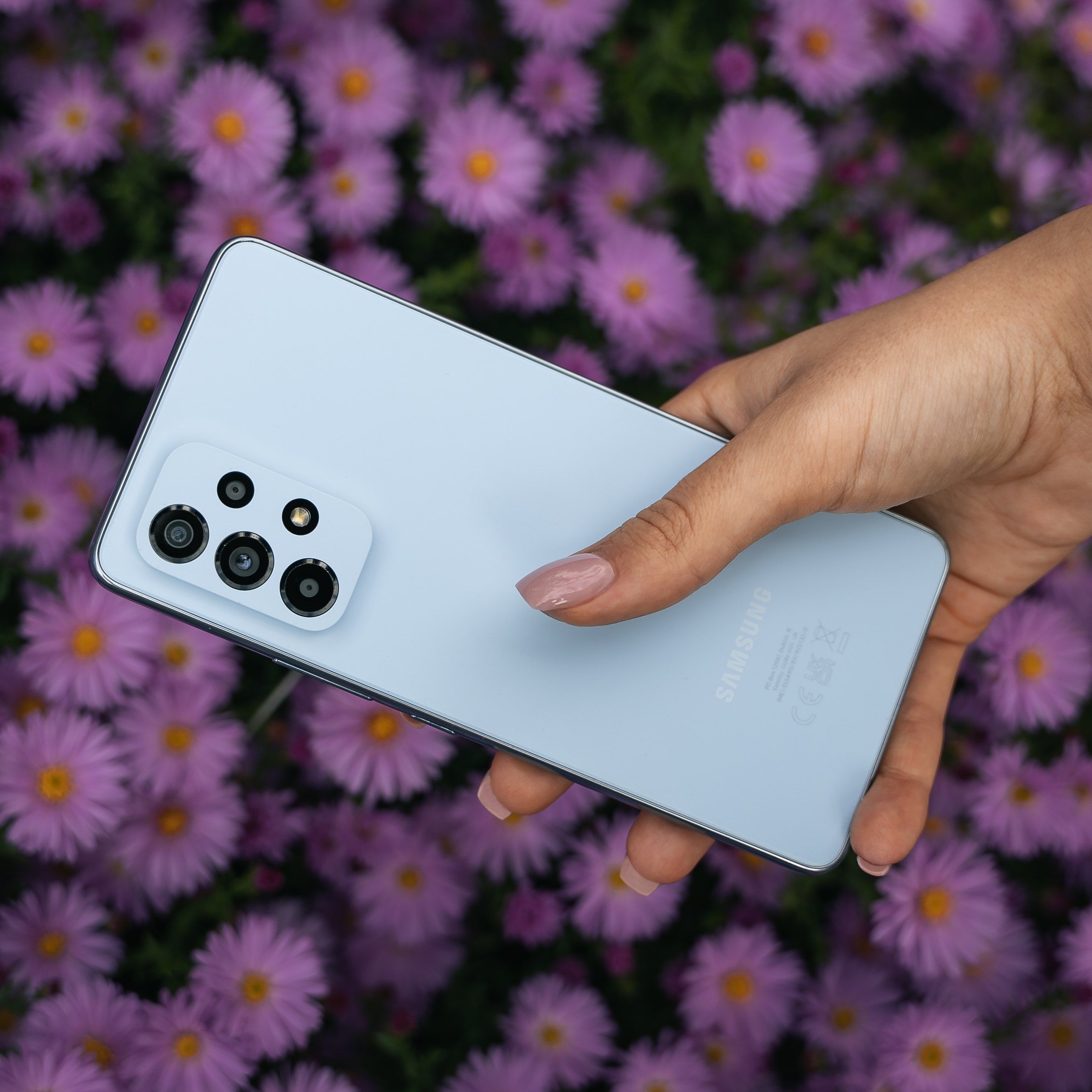 Phone held over a bed of purple asters