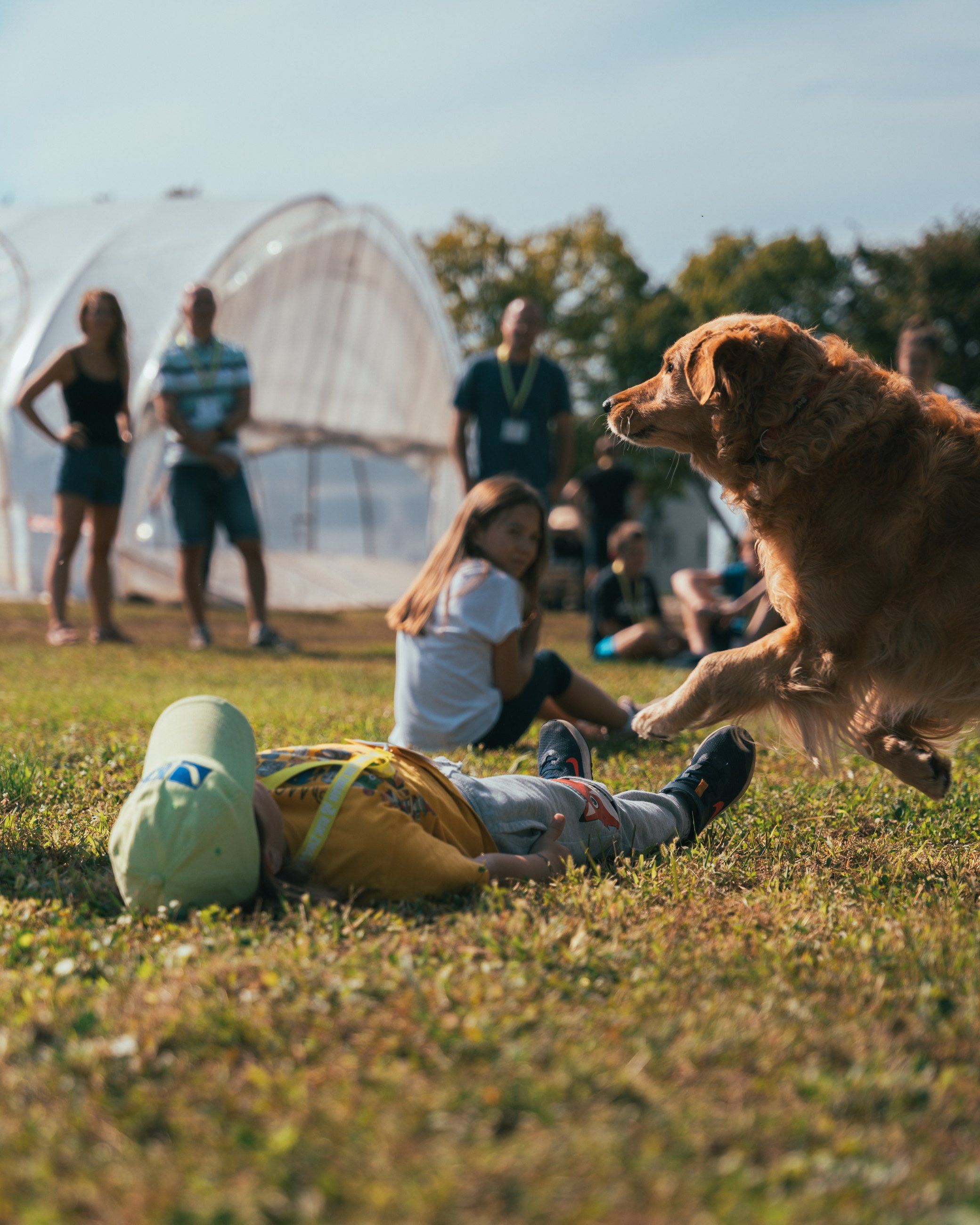 Dog leaping over a child during a dog show