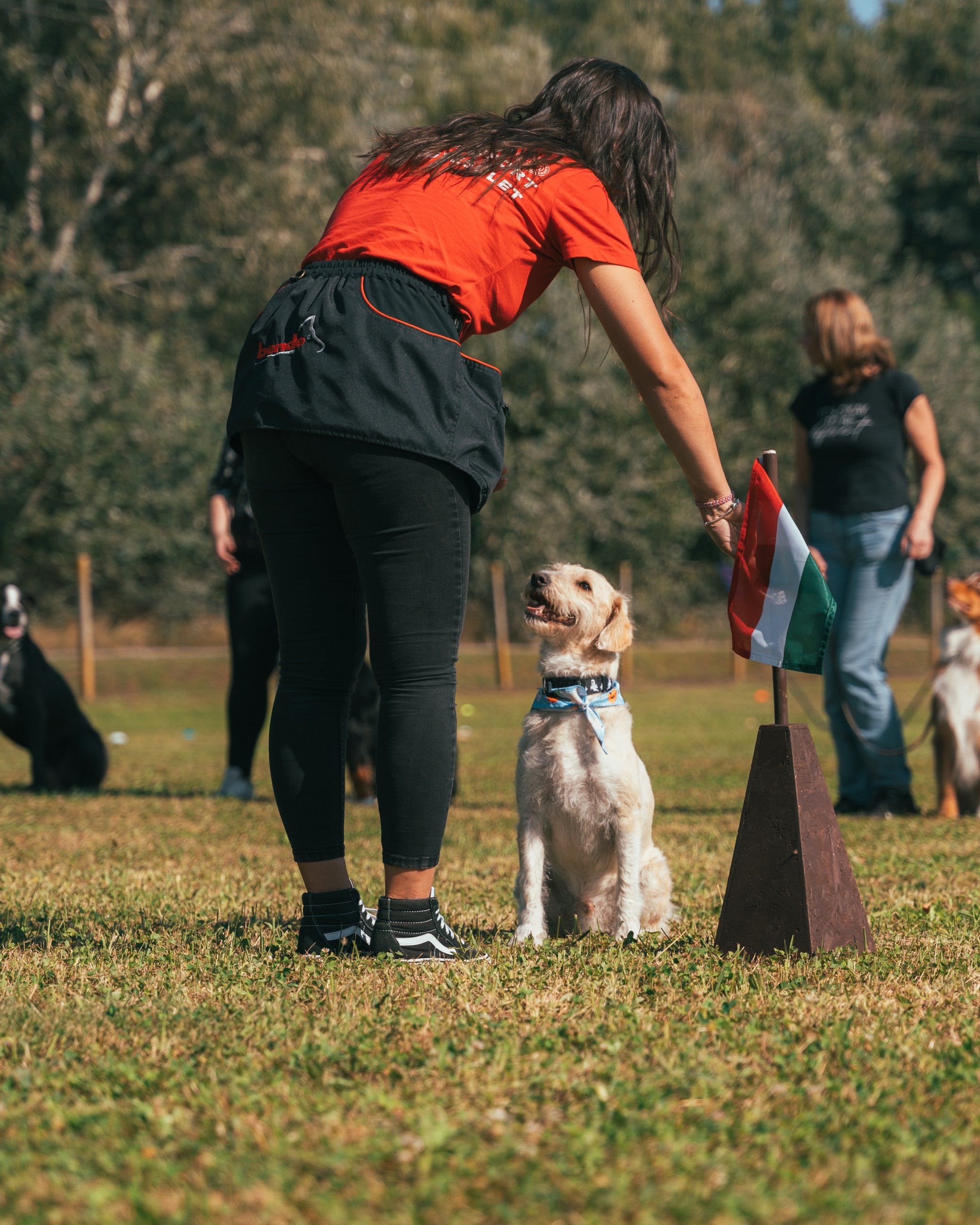 Trainer working with a sitting golden retriever