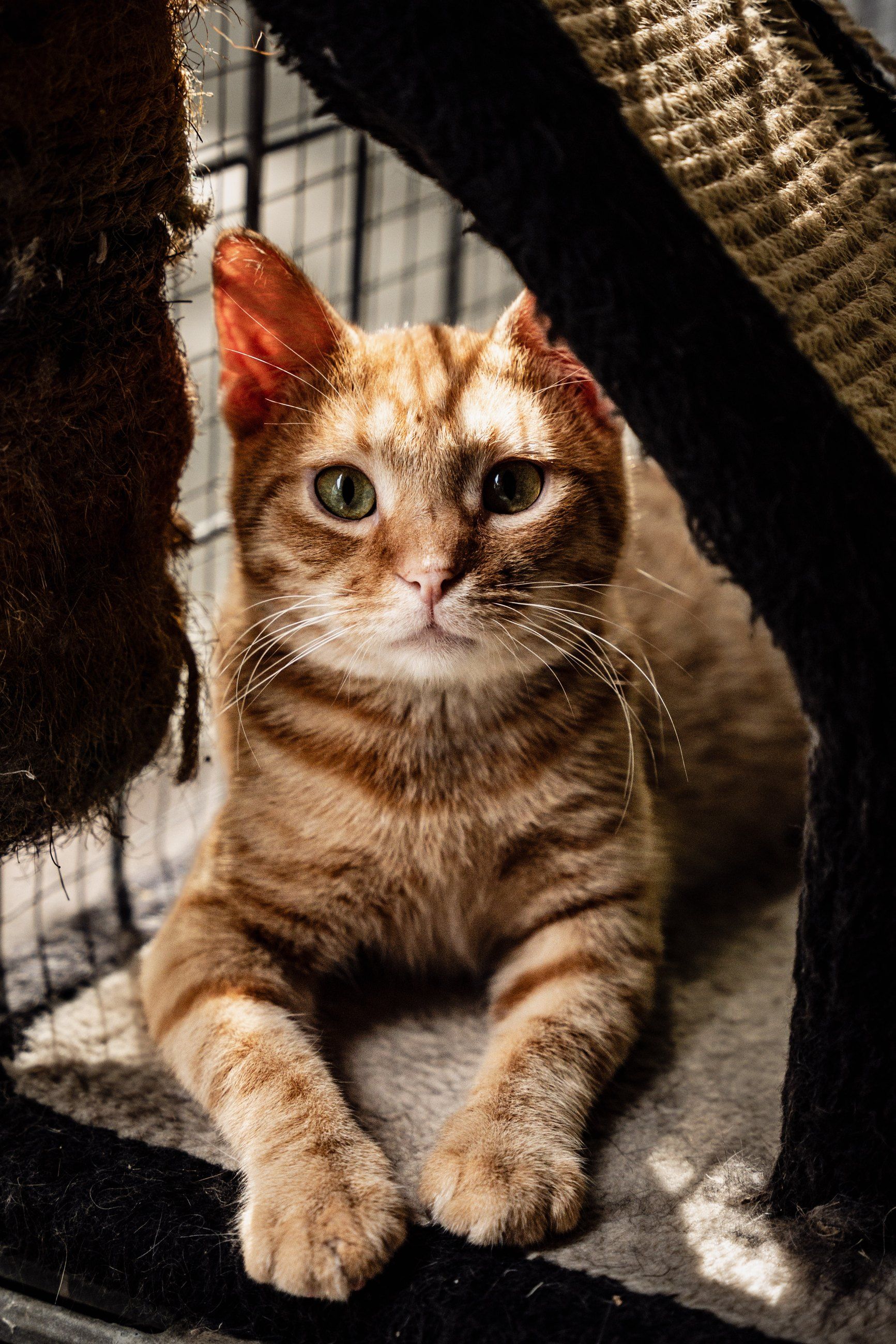 Ginger cat resting in a shelter cat tree