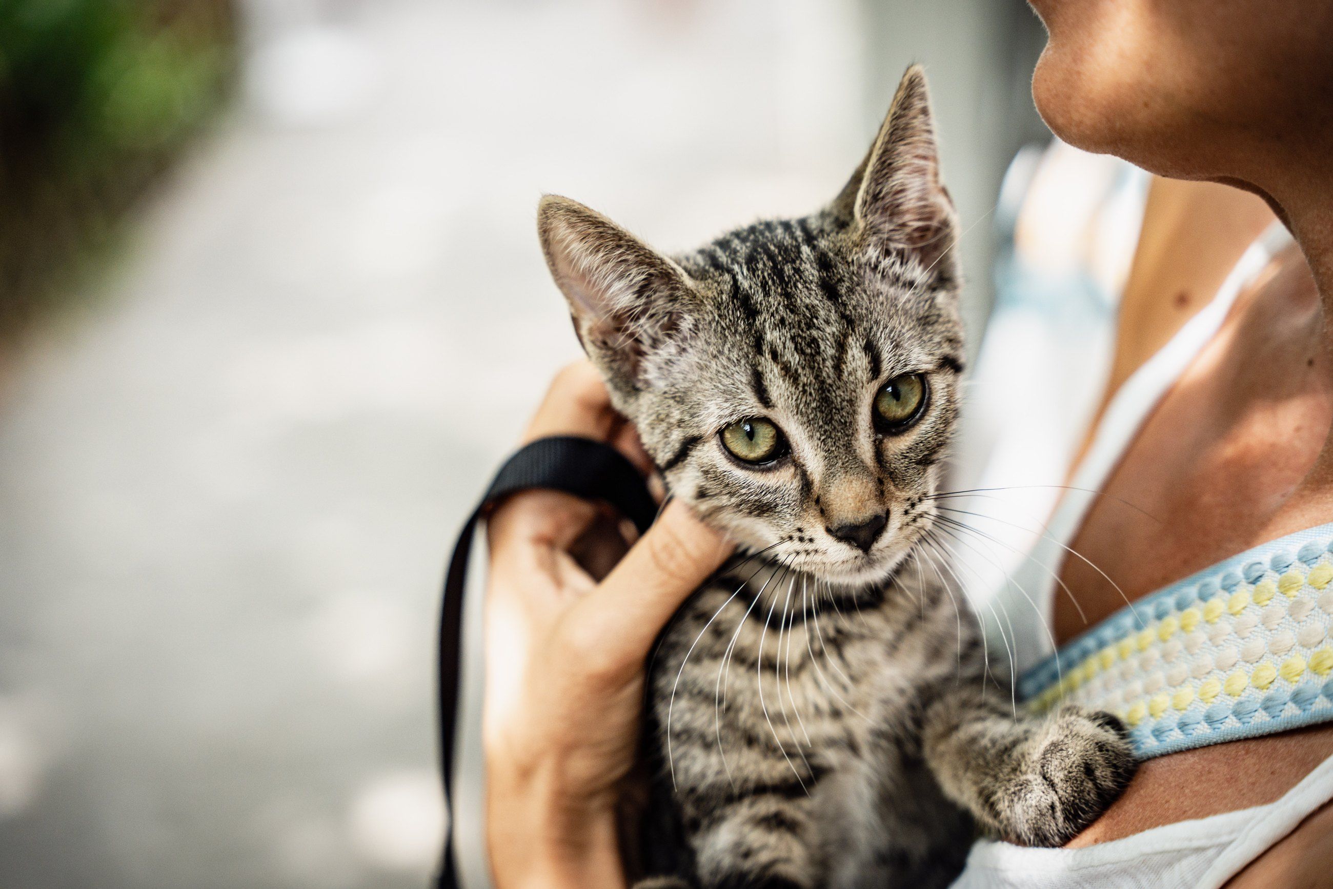 Volunteer holding a tabby kitten close