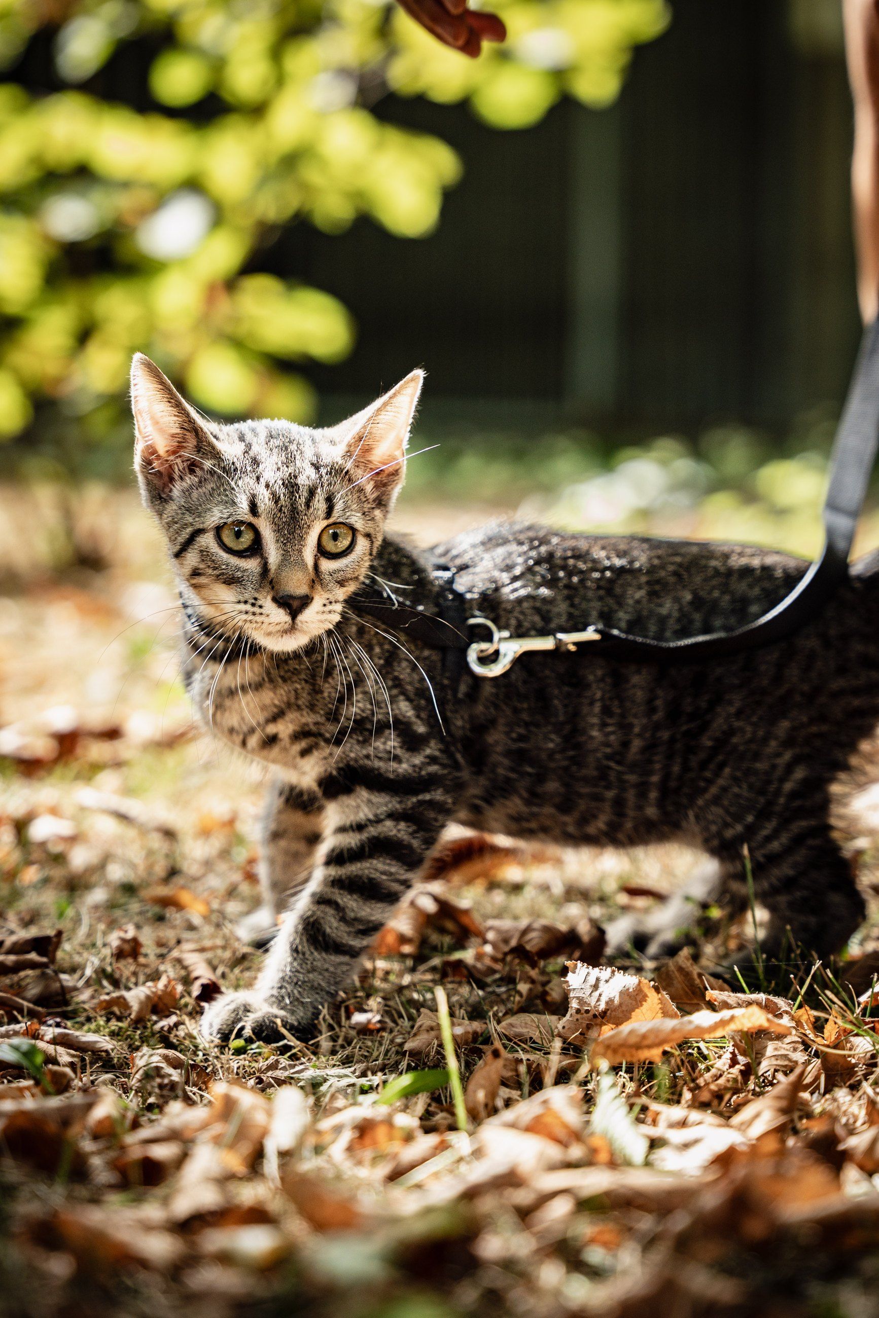 Kitten on a leash among fallen leaves