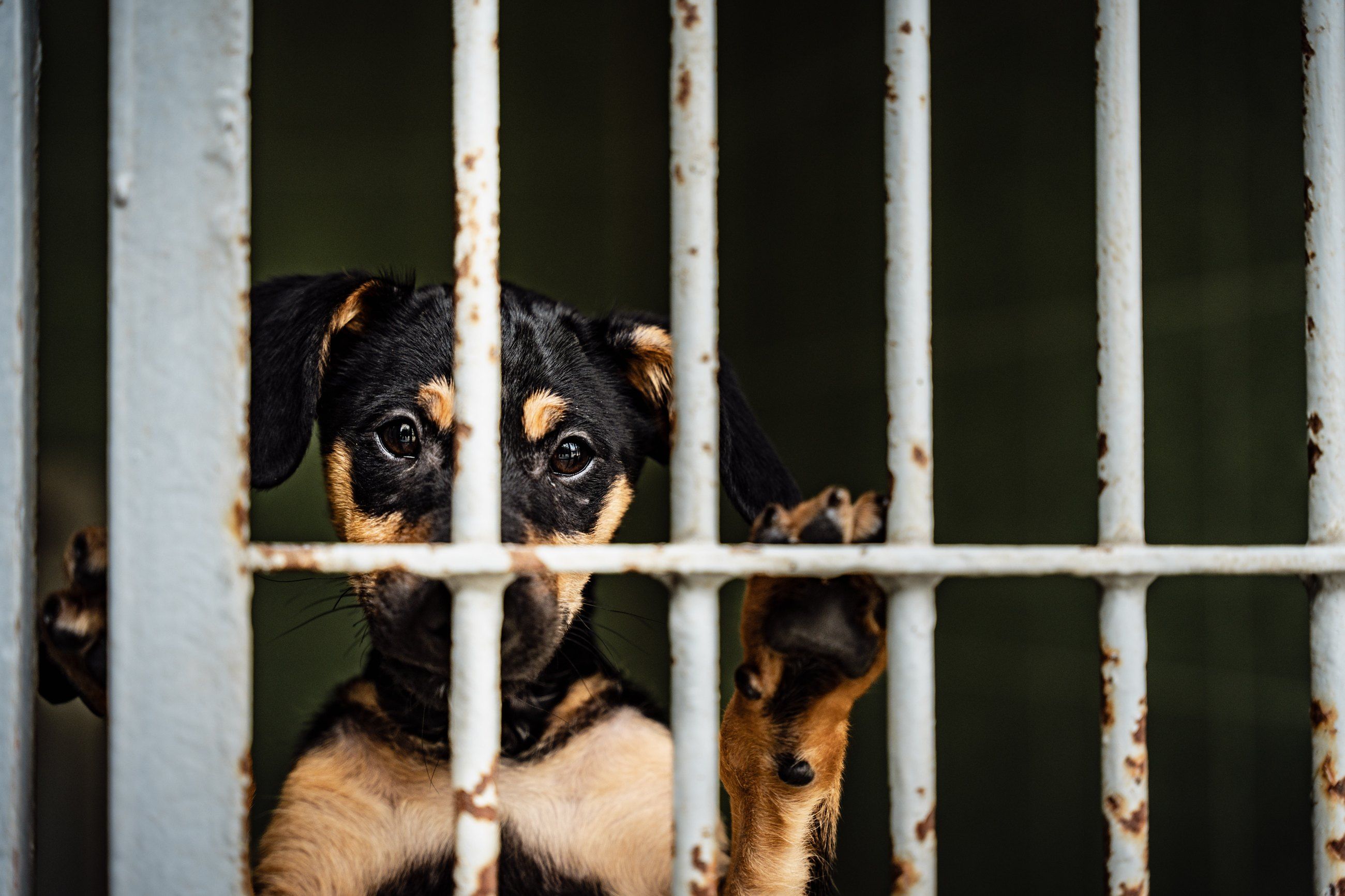 Puppy looking out from behind kennel bars
