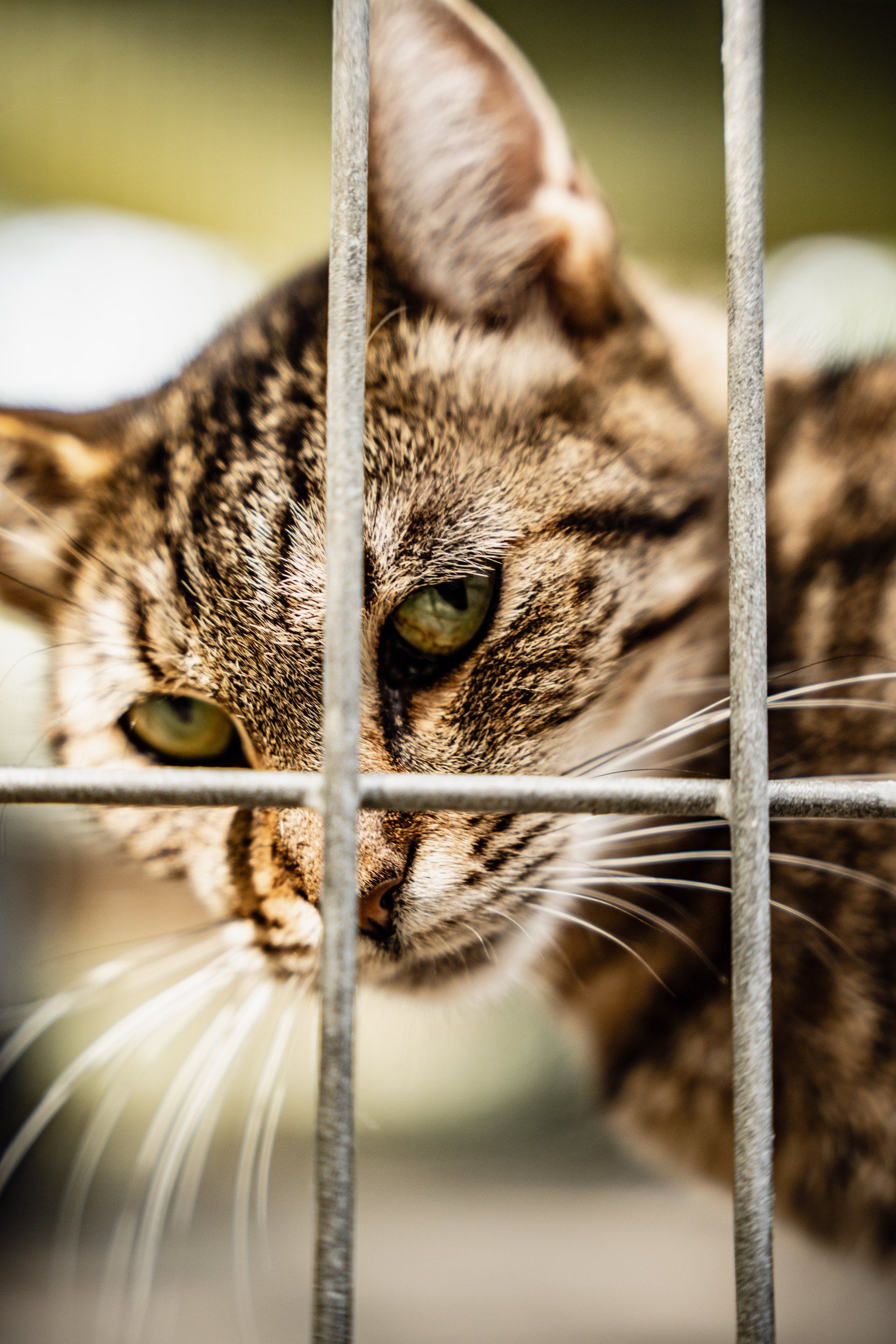 Tabby cat peering through cage bars